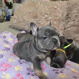 Pinky - Tricolors French Bulldog puppy in Lakeview Terrace, California from WMDFrenchies