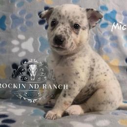 Michael - Blue male Australian Cattle Dog puppy in Silsbee, Texas from Rockin ND Ranch