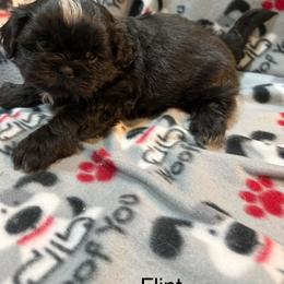 Flint - Black and white male Shih Tzu puppy in Jasper, Indiana from Jacob’s Spoiled Shih Tzu