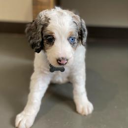 White collar- bright blue eye - Merle female Bernedoodle puppy in Millsap, Texas from Gaston’s Posh Poodles and Doodles