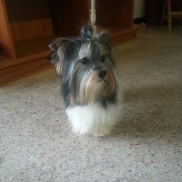 Envy - Yorkshire Terrier