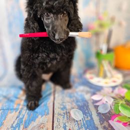 Hue - Black male Poodle puppy in Mcbain, Michigan from Northern Creek