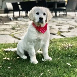 Golden Retriever Puppies from Sanctuary Ranch Goldens