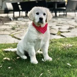Golden Retriever Puppies from Sanctuary Ranch Goldens