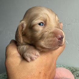 Magnum - Cream male Dachshund puppy in Ramona, Oklahoma from Schmitt Dachshunds
