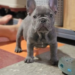 French Bulldogs from Highlands Frenchies