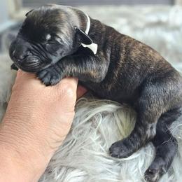 Boy 7 - Brindle male Mastiff puppy in Linton, Indiana from Riggins Mastiffs and Danes