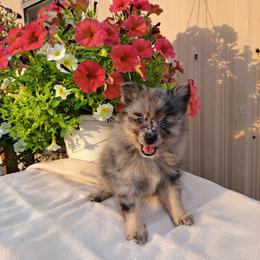 Pomeranian Puppies from Tonia's Pomeranians