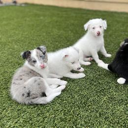 Bordoodle Puppies from Circle R Valley Farms