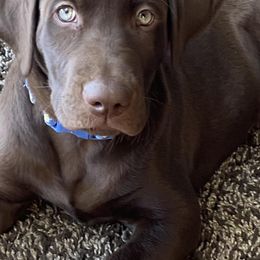 Labrador Retriever All Grown Up from Rocky Mountain Dogs - Utah