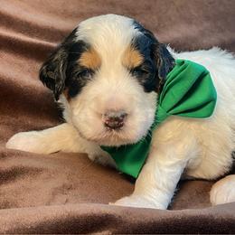 Green Boy - Black and white male Bernedoodle puppy in Trussville, Alabama from Cahaba Farms Doodle, Co.