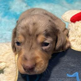 Reeses Boy 1 - Dapple male Dachshund puppy in Bigfork, Minnesota from Dachshunds Up North