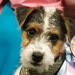 Jack Russell Terriers from Tuckers Acre Terriers