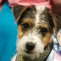Jack Russell Terriers from Tuckers Acre Terriers