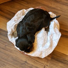 Cavalier King Charles Spaniel and Cavapoo Puppies from Cavaliers of Windsor