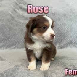 Miniature American Shepherd and Miniature Australian Shepherd Puppies from Regal Miniature American Shepherds | Regal Miniature Australian Shepherds