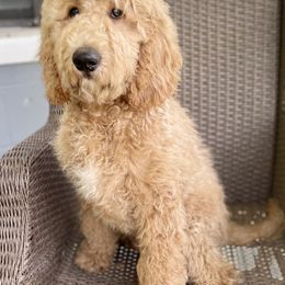 Alfredo - Apricot Goldendoodle puppy in Bartow, Florida from Furever Doodles