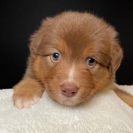 TIANA - Red tri-color female Australian Shepherd puppy in Hayward, California from Grissom’s Aussies