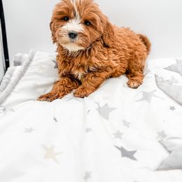 Eve - Red  female Goldendoodle puppy in Belton, South Carolina from Poodley Doodley Doo