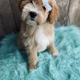 Goldendoodle and Poodle Puppies from Ellie & Co. Doodles