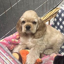 Boy 1 - Buff male Cocker Spaniel puppy in Owosso, Michigan from Lapoco