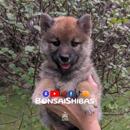 SAOIRSE - Red female Shiba Inu puppy in Minnesota from BonsaiShibas