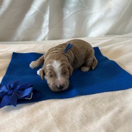 Blue Collar Male - Red  male Goldendoodle puppy in Bradenton, Florida from Suncoast Goldendoodles