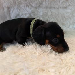Green collar - Black and tan male Dachshund puppy in New Jersey from Bergamo’s  Dachshunds