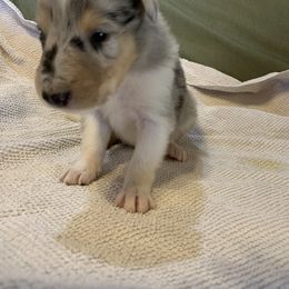 "Merle Boy #3 DOB 12/05/22" Collie Puppies from ColliesOklahoma