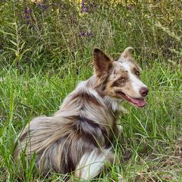Millie - Border Collie