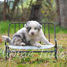 Border Collie and Siberian Husky Puppies from Alpine Tails
