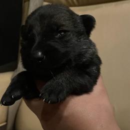Cava (lavender) - Sable female German Shepherd puppy in Pahrump, Nevada from Wachhund Kennels