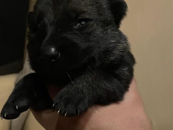 Cava, sable German Shepherd puppy