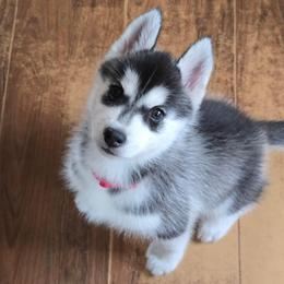 Mew - Black and white female Siberian Husky puppy in Le Sueur, Minnesota from Tevana Siberians LLC