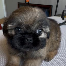 Boy 1 - Gold male Shih Tzu puppy in Madera Acres, California from California Shih Tzu’s