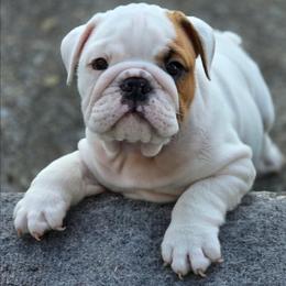 Big Mack - White male Bulldog puppy in Harrisburg, Pennsylvania from Central PA WiggleButts Bulldogs