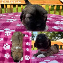 Victoria - Red gold female Lhasa Apso puppy in Cincinnati, Ohio from Shangri-La Lhasa Apsos