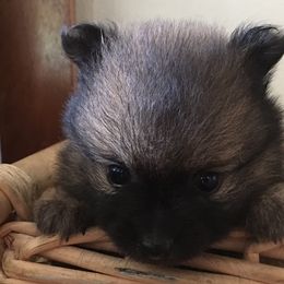 Pomeranian Puppies from Jonna's Poms