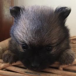 Pomeranian Puppies from Jonna's Poms