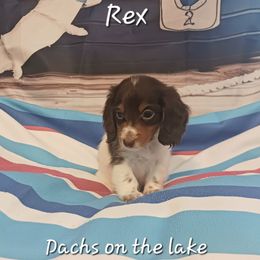 Rex - Piebald male Dachshund puppy in Bernice, Oklahoma from Dachs on the lake