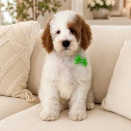 Fizzy - Parti male Goldendoodle puppy in Yuciapa, California from AlltheDoodlez_