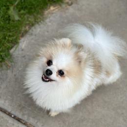 O malley - Pomeranian