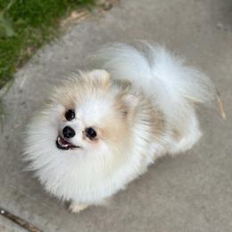 O malley - Pomeranian