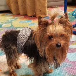 Chapen - Yorkshire Terrier