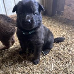 Girl - cuddly and growing fast - Black sable female Belgian Malinois puppy in Dallas, Texas from RoyalHaus Malinois