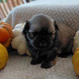 (We will call her the name of your choice) - Sable female Shih Tzu puppy in Glenmont, Ohio from Reed Ranch Shih-tzus