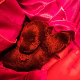 Glinda - Blue female German Shepherd puppy in Los Lunas, New Mexico from Mali's German Shepherds