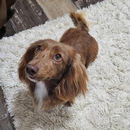 Teddy - Dachshund