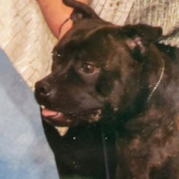 Gracie - Staffordshire Bull Terrier