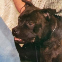 Gracie - Staffordshire Bull Terrier
